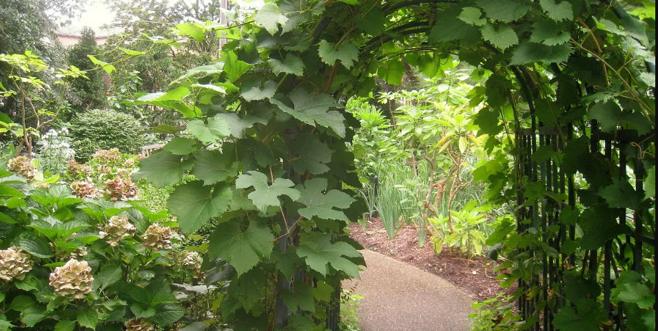 Rodef Shalom Biblical Botanical Garden, United States